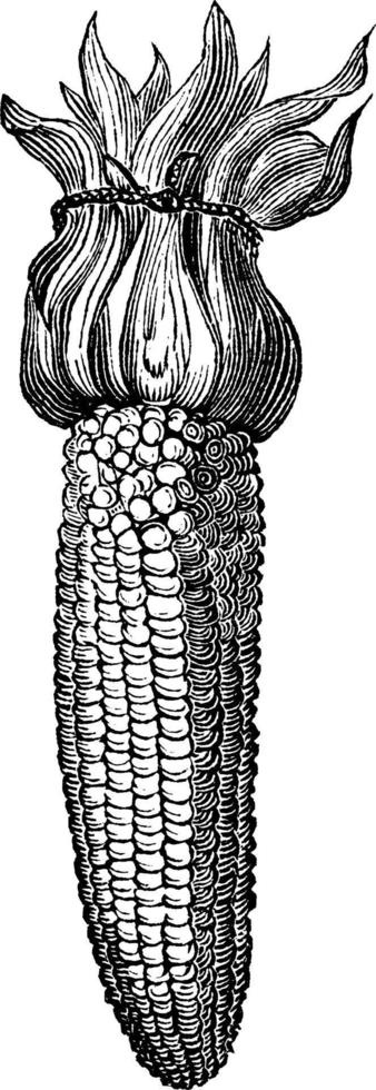 ilustração vintage de milho indiano. vetor