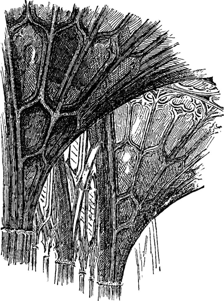 fã-rendilhado de claustros da catedral de gloucester, ilustração vintage. vetor