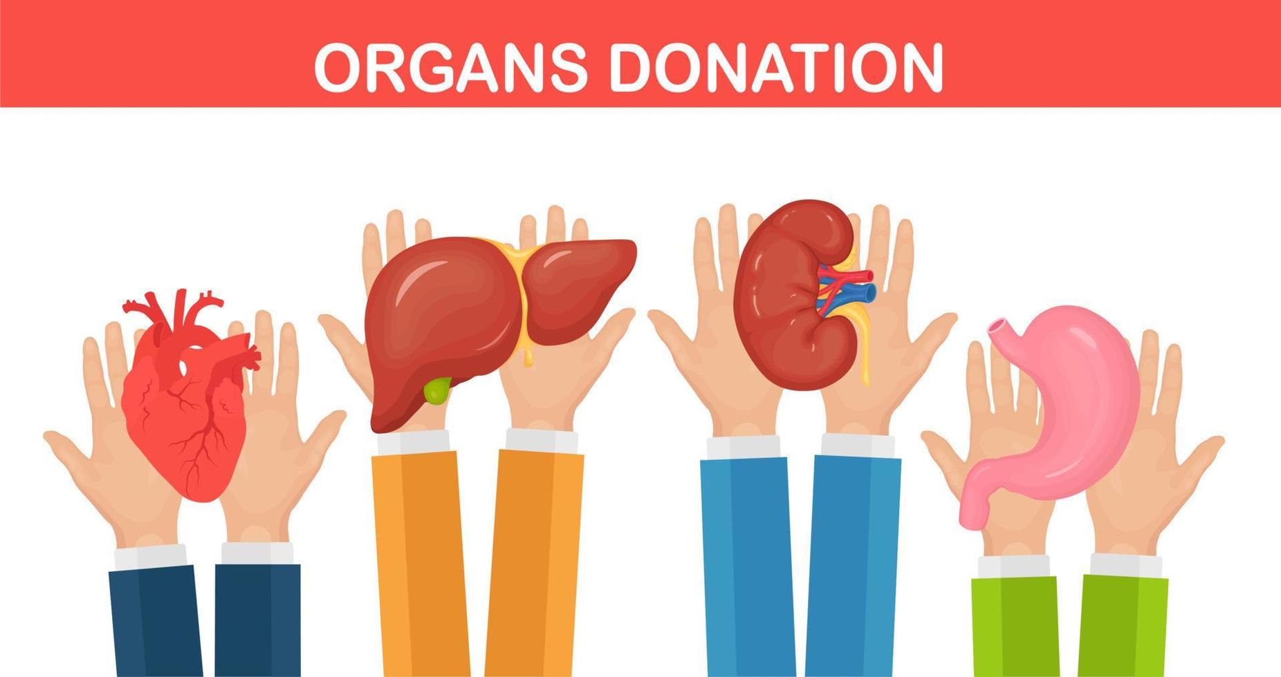 órgãos de doação. mãos de médicos seguram rim de doador, coração, fígado, estômago para transplante vetor