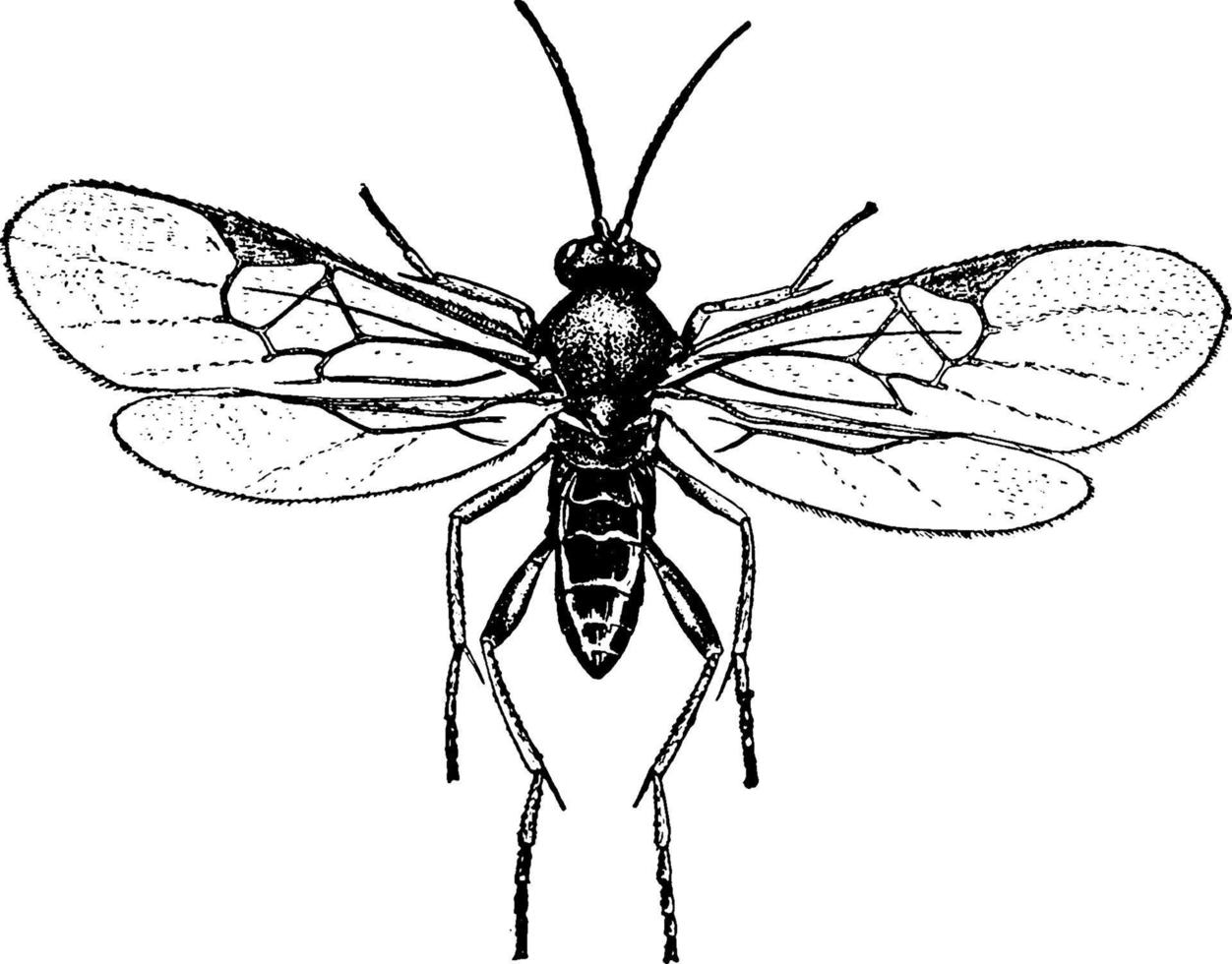 vespa ichneumon, ilustração vintage. vetor