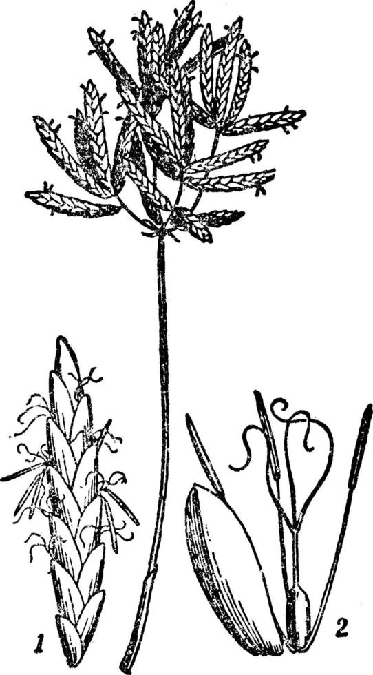 ilustração vintage cyperus. vetor