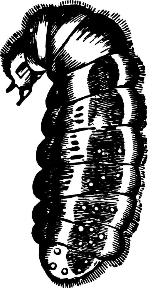 larva da ilustração vintage de formiga vermelha. vetor