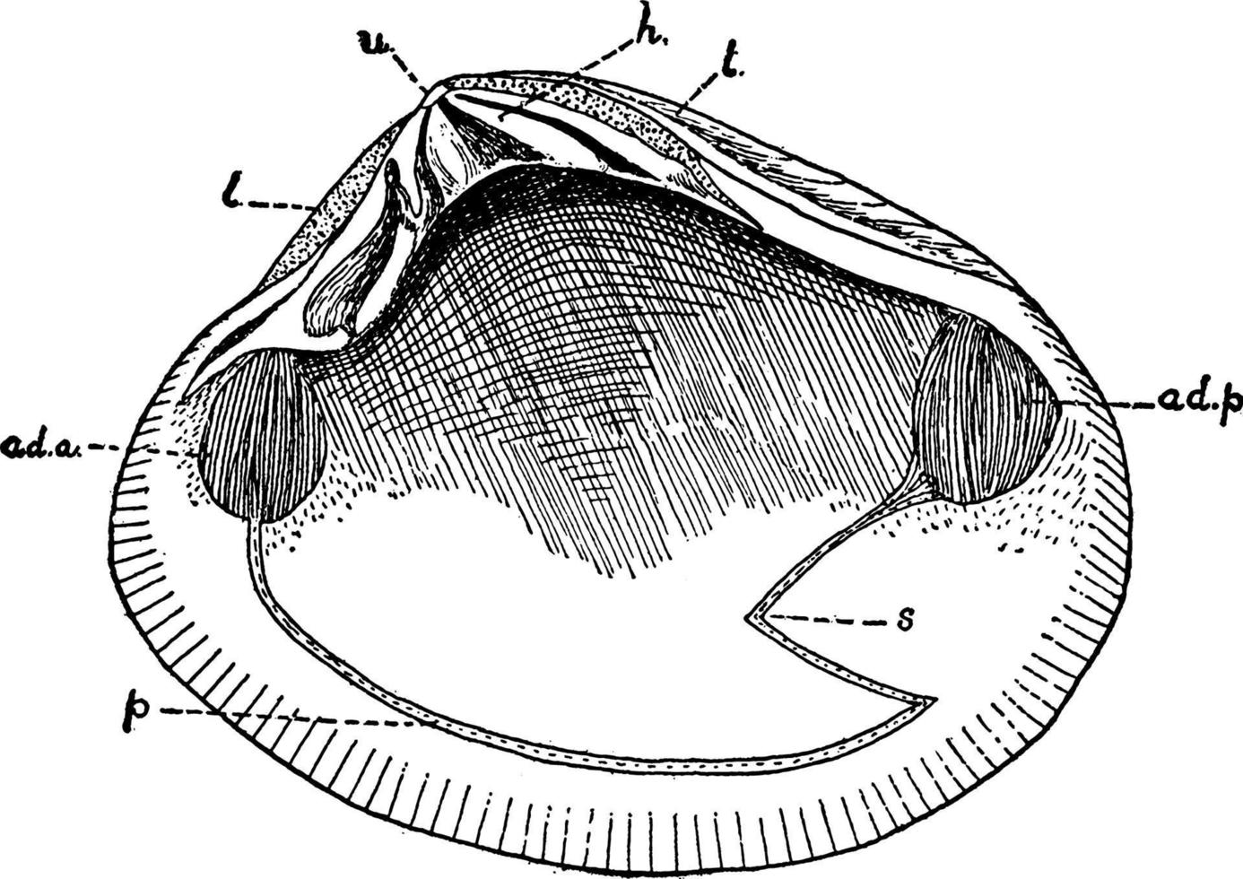 molusco bivalve, ilustração vintage. vetor