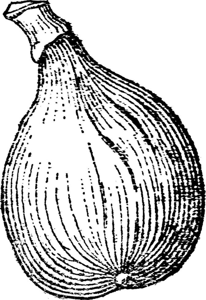 ilustração vintage de figo. vetor