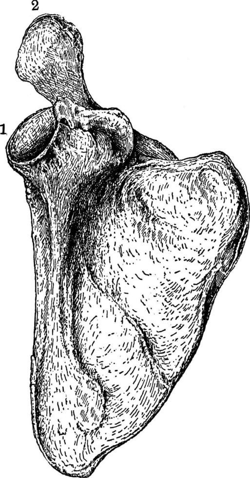 a escápula humana, ilustração vintage. vetor