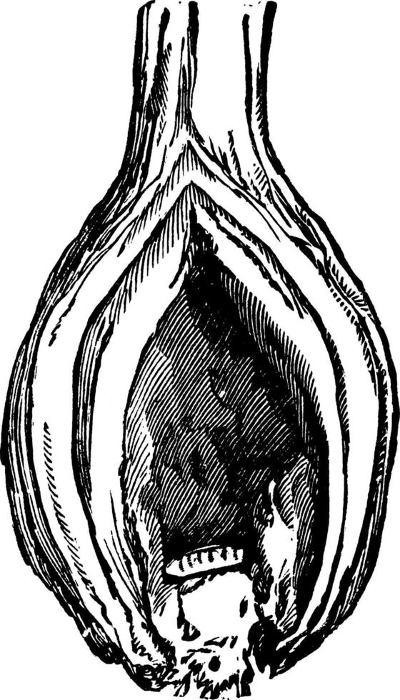 larva de cebola, ilustração vintage. vetor