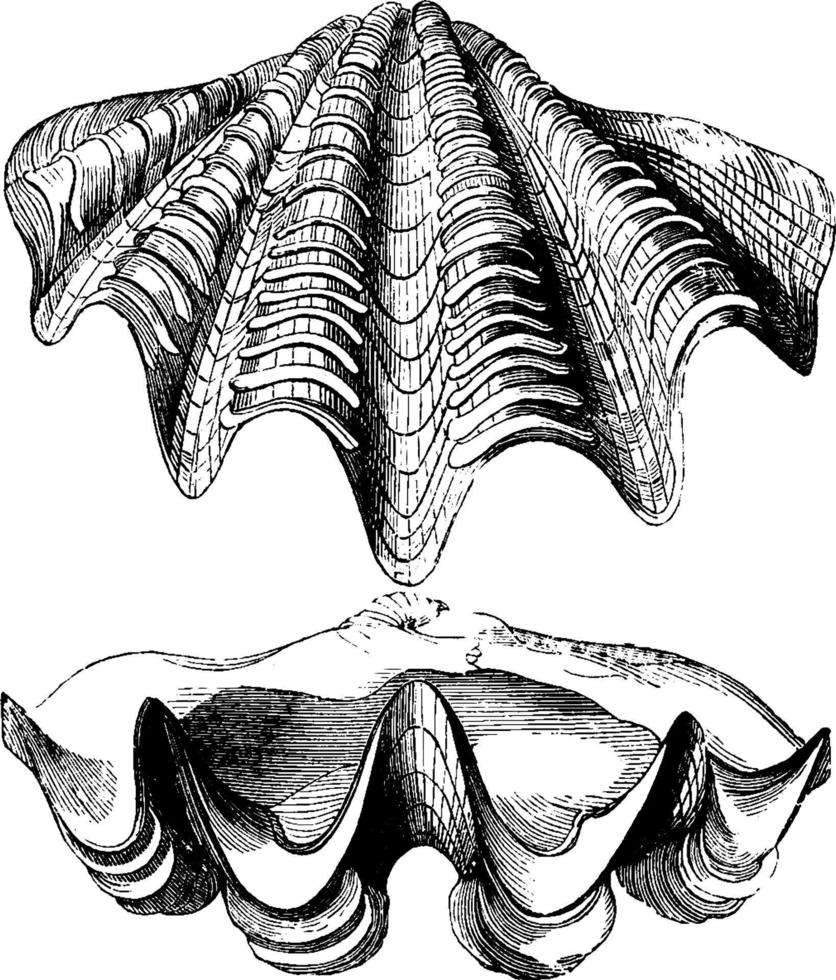 conchas do grande molusco, ilustração vintage. vetor