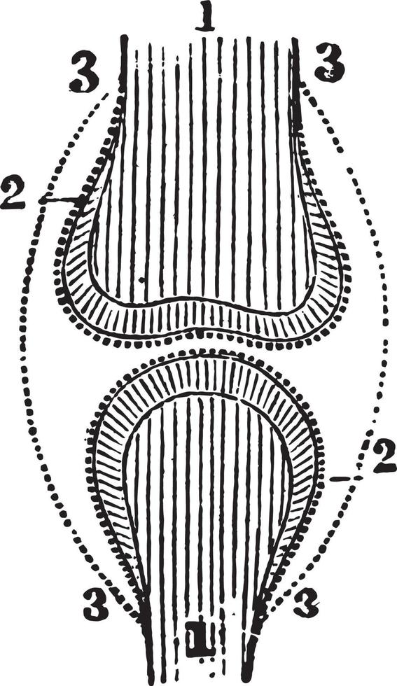 posição da cartilagem óssea e membranas sinoviais, ilustração vintage. vetor