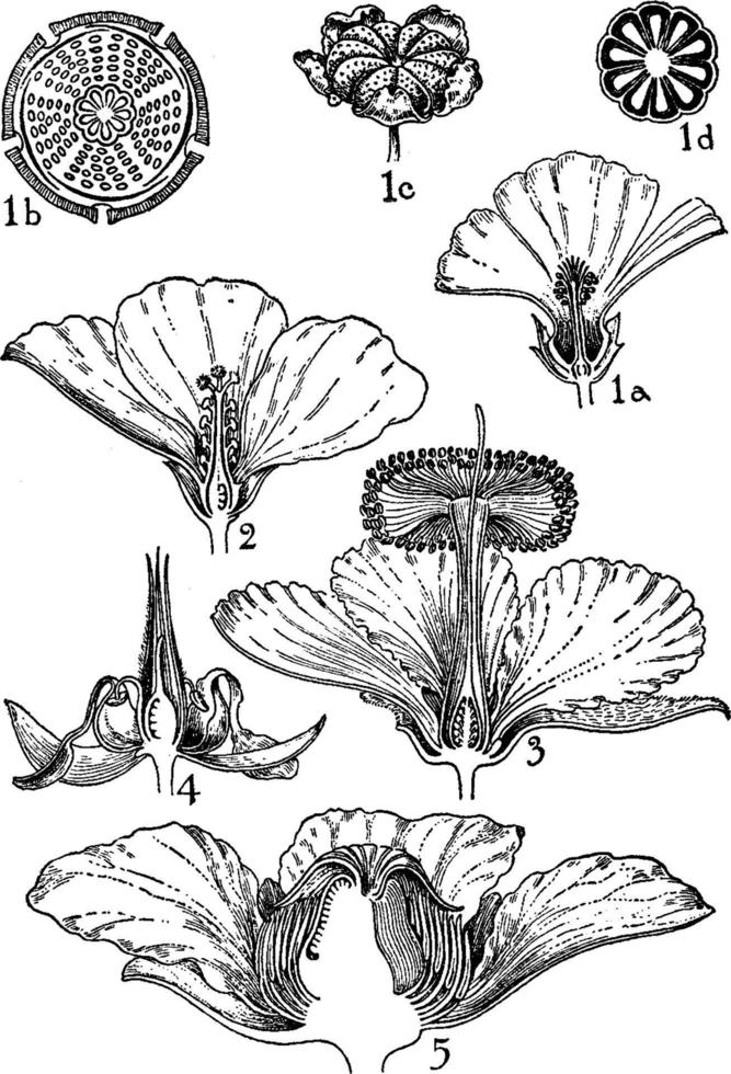 ordens de ilustração vintage de malvaceae, bombacaceae e dilleniaceae. vetor