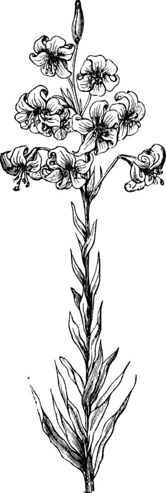 haste de flor de ilustração vintage lilium testaceum. vetor