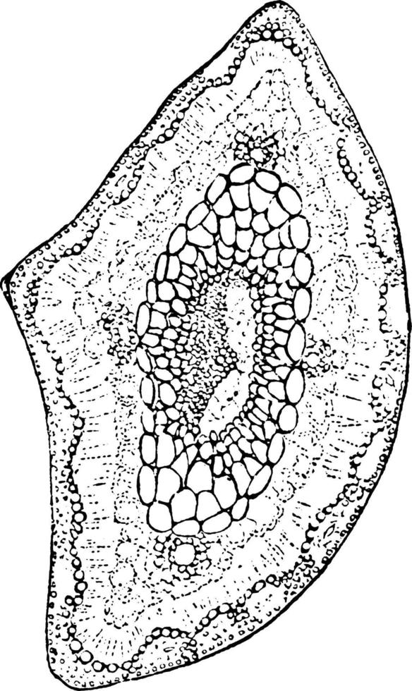 pinho longleaf pinus palustris moinho dois terços do tamanho natural. seções transversais ampliadas de ilustração vintage de folhas. vetor