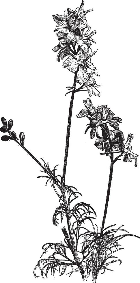ilustração vintage delphinium ajacis. vetor