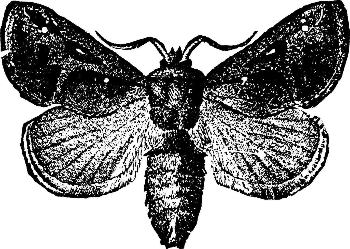 mariposa ou empretia stinulea, ilustração vintage. vetor