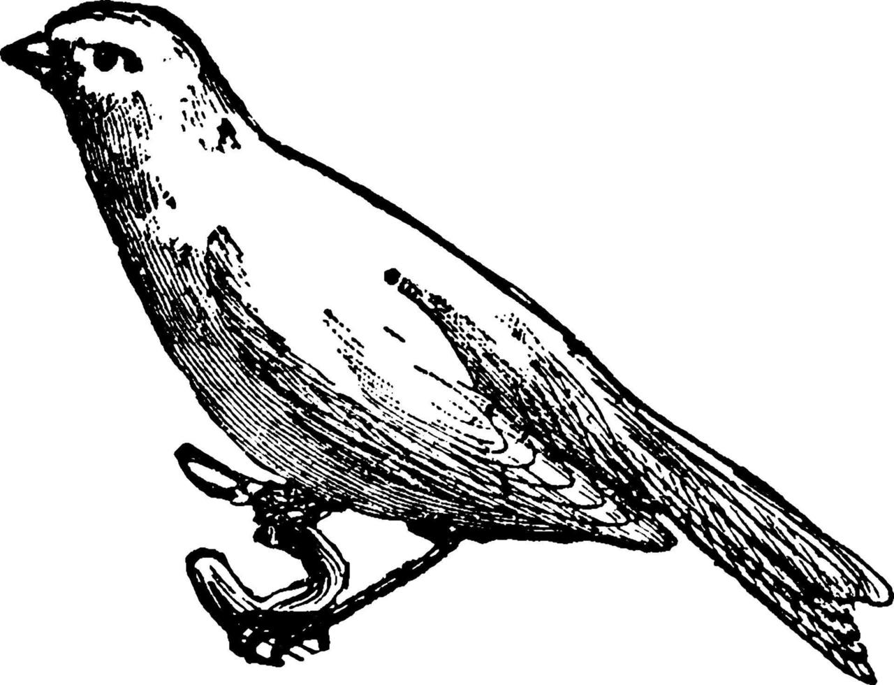 pássaro canário, canaria domestica séria, ilustração vintage vetor