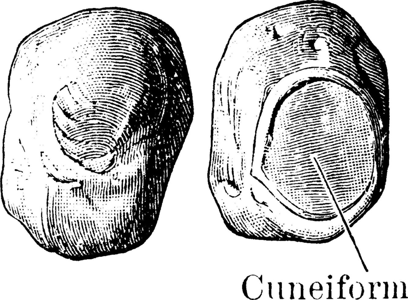 ossos pisiformes, ilustração vintage. vetor