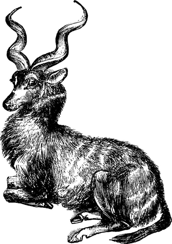 kudu, ilustração vintage. vetor