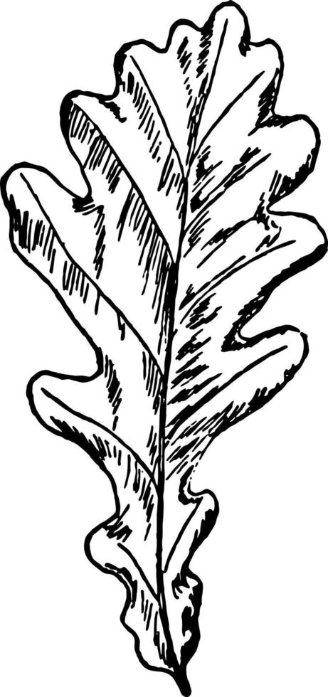ilustração vintage de folha de carvalho inglês. vetor