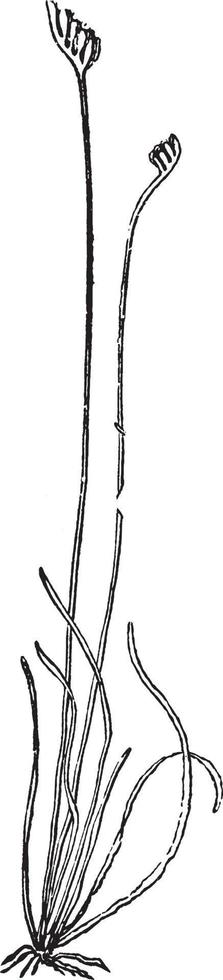 ilustração vintage schizaea pusilla. vetor