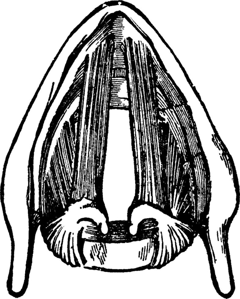 músculos da laringe, ilustração vintage vetor