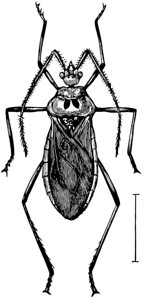 bug assassino, ilustração vintage. vetor