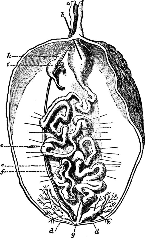 Bonellia viridis feminina, ilustração vintage. vetor