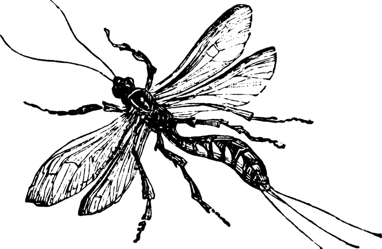 ichneumon, ilustração vintage. vetor