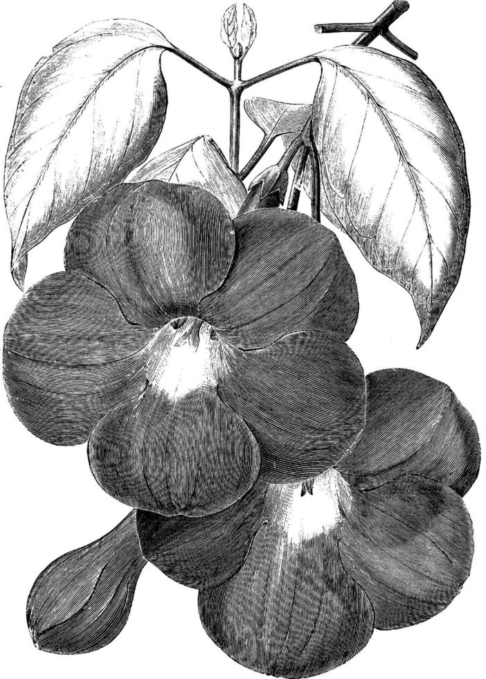 ramo e flores da ilustração vintage de bignonia magnifica. vetor