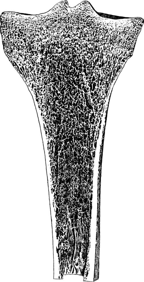 seção frontal da extremidade superior da tíbia, ilustração vintage. vetor