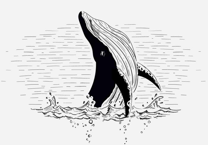 Ilustração livre da baleia do vetor