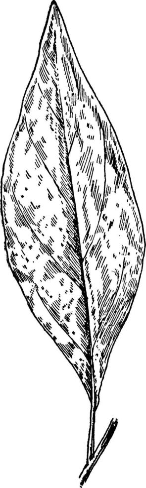 ilustração vintage de semente de vara da Virgínia. vetor