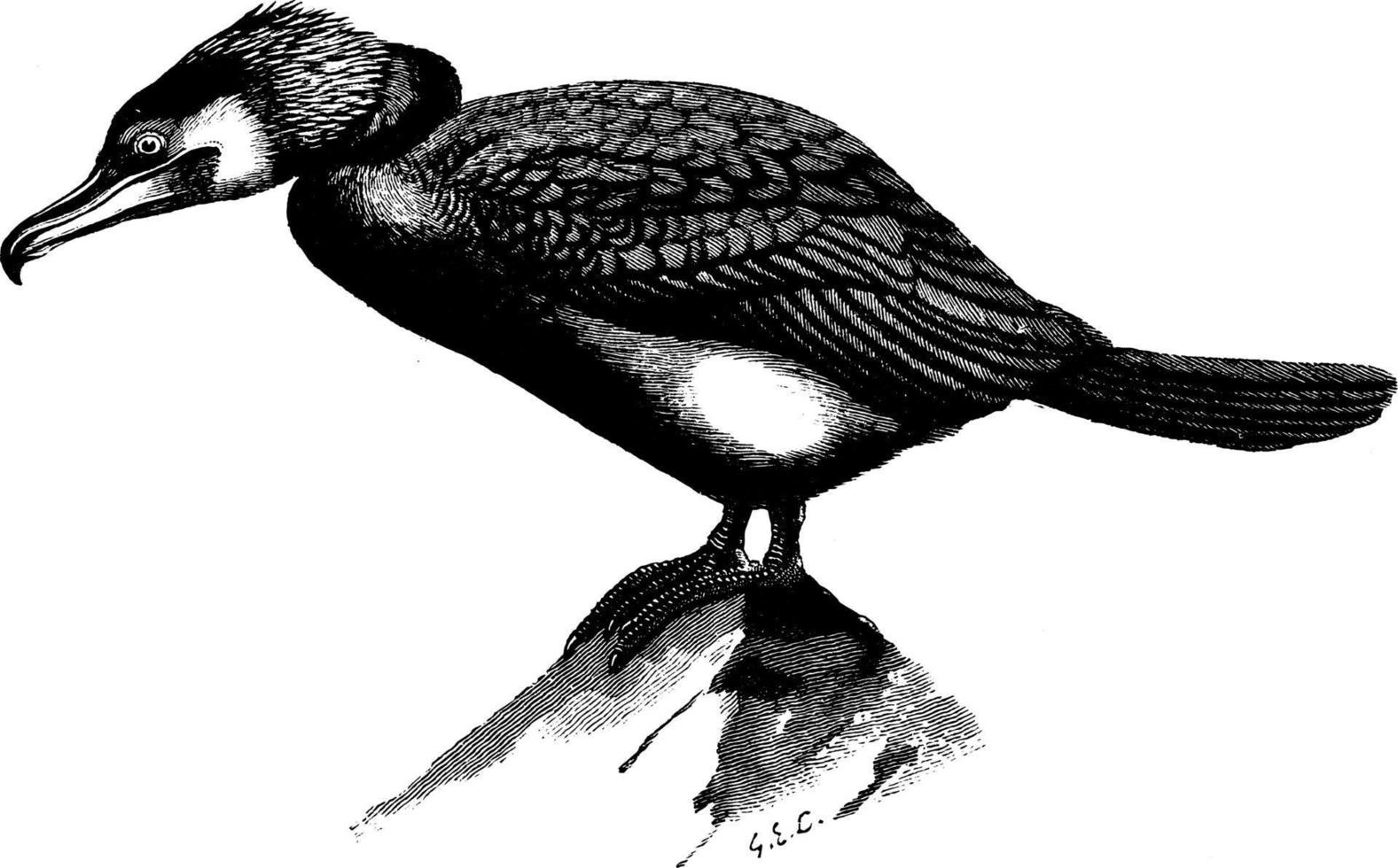 cormorão, ilustração vintage. vetor