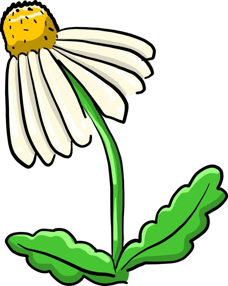flor de camomila, ilustração, vetor em fundo branco