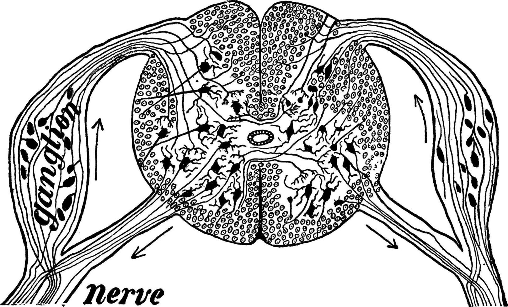 seção da medula espinhal, ilustração vintage vetor