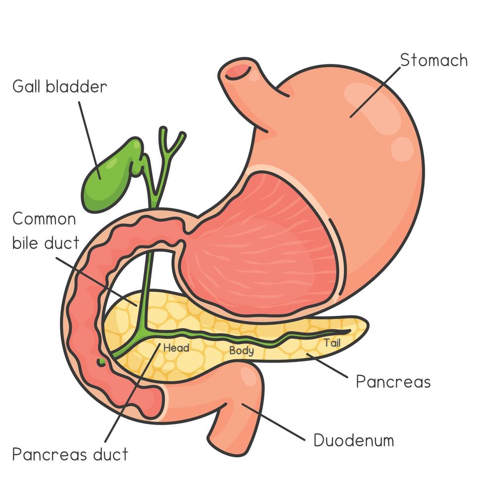 gráfico de diagrama de estômago e pâncreas no desenho de vetor de doodle kawaii de assunto de ciência