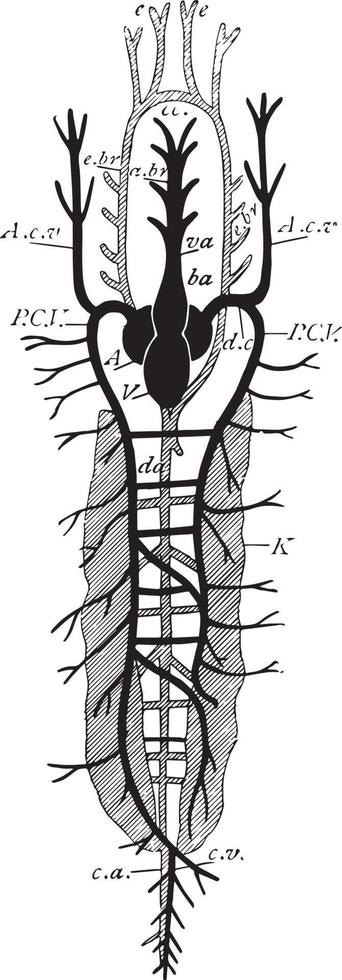 circulação teleóstea, ilustração vintage vetor
