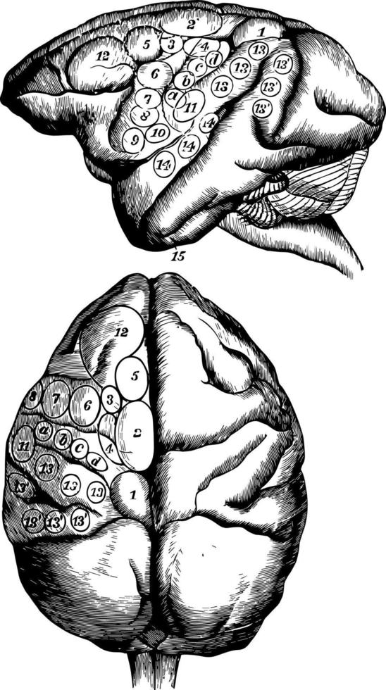 cérebro de um macaco para mostrar os efeitos da ilustração vintage de estimulação elétrica. vetor