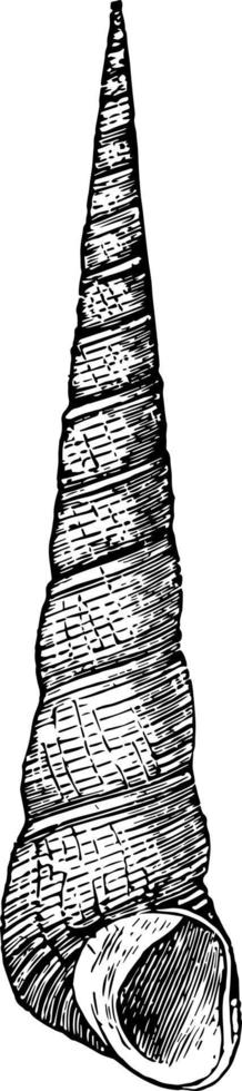 ilustração vintage de turritella terebellata. vetor