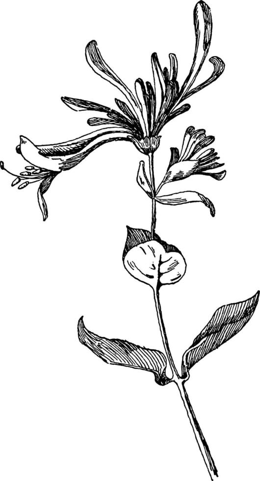 ilustração vintage de madressilva. vetor