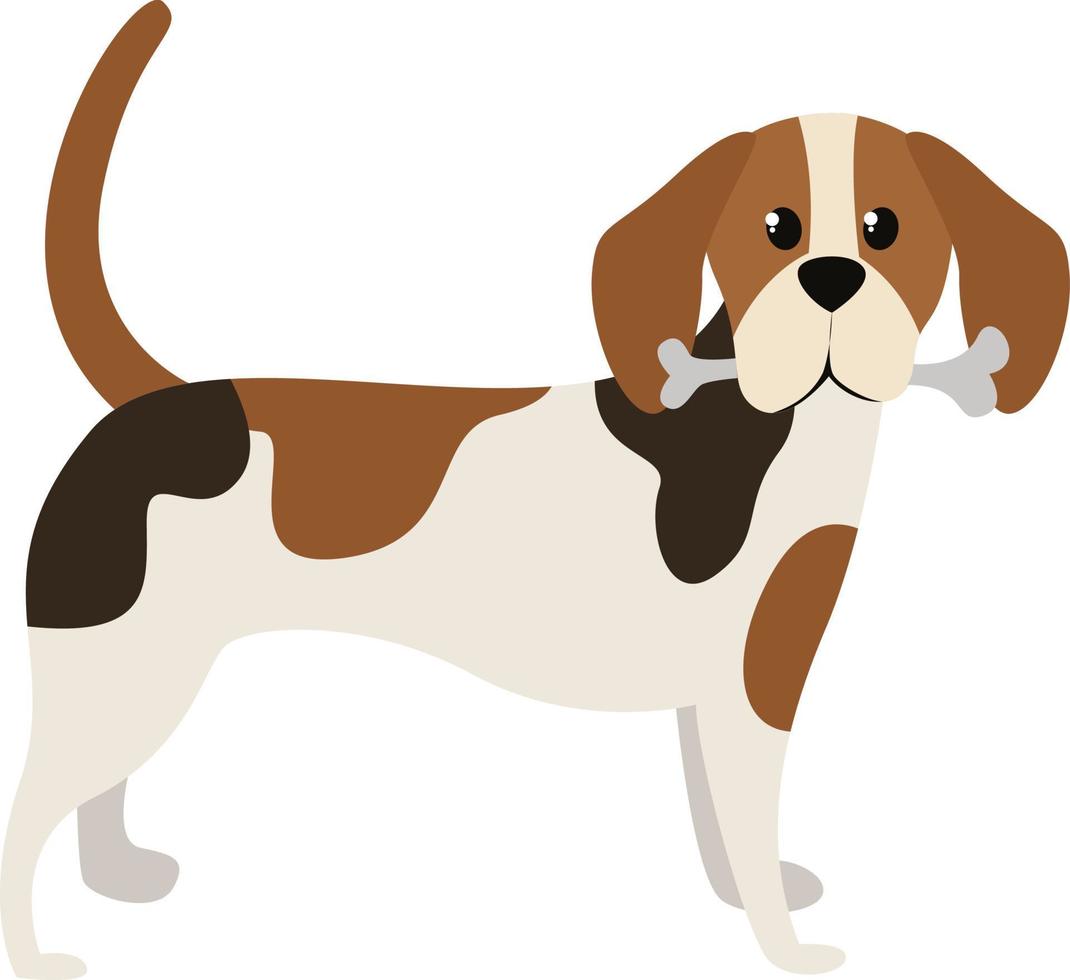 cão beagle, ilustração, vetor em fundo branco.