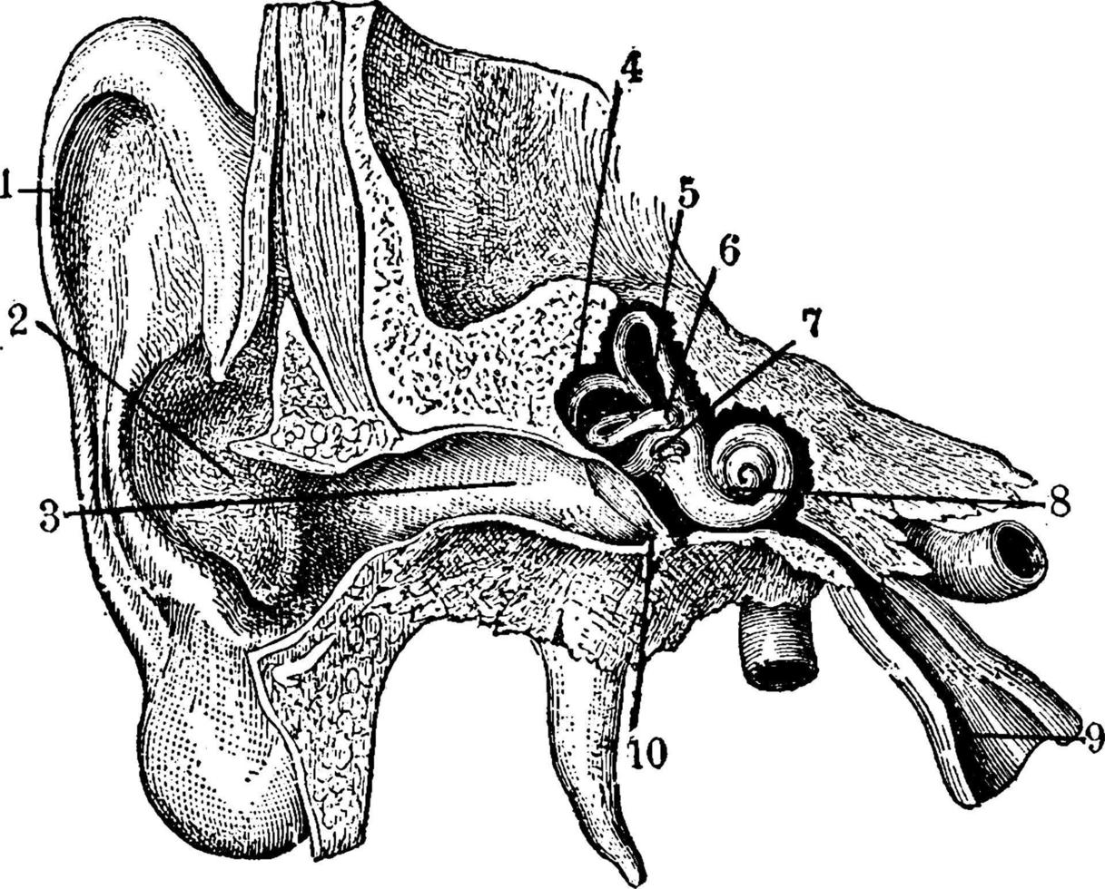 ouvido humano, ilustração vintage. vetor