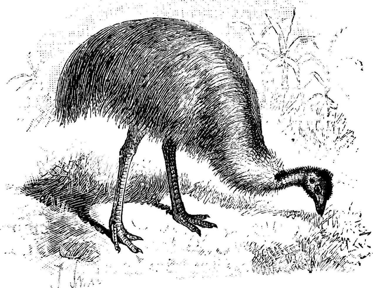 emu, ilustração vintage. vetor