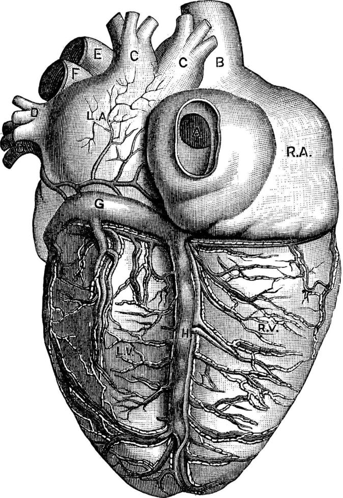 vista posterior do coração, ilustração vintage. vetor