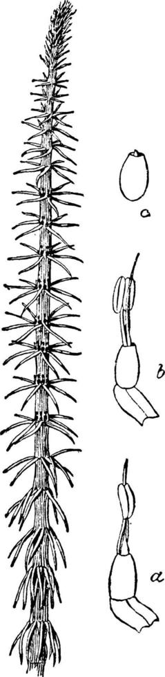 ilustração vintage de cauda de égua comum. vetor