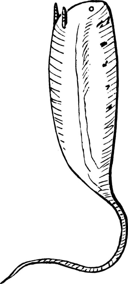 larva de cauda de rato, ilustração vintage. vetor