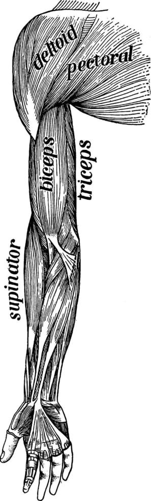 músculos do braço, ilustração vintage. vetor