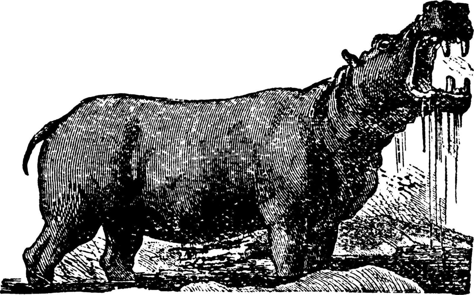 hipopótamo, ilustração vintage vetor