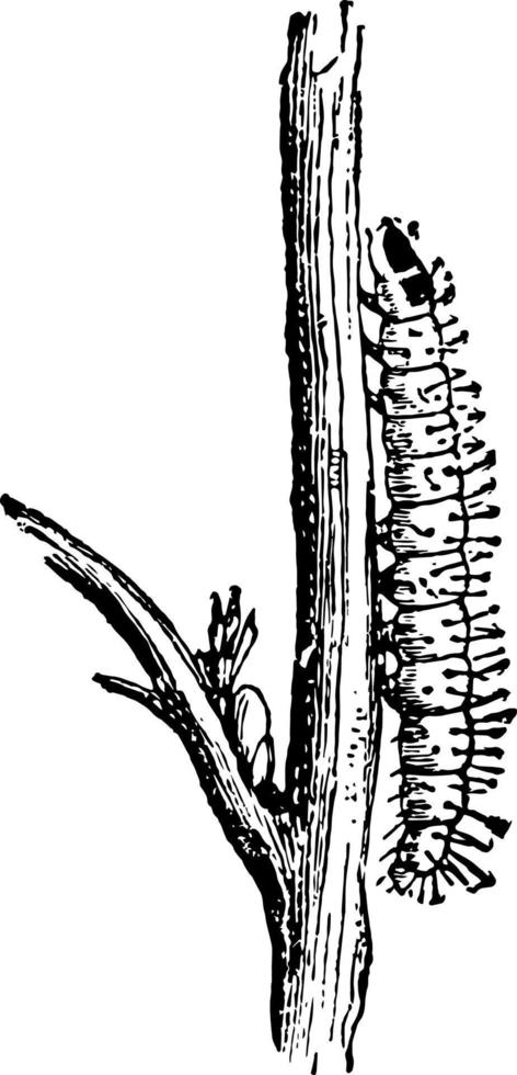 lagarta da ilustração vintage videira pyralis. vetor