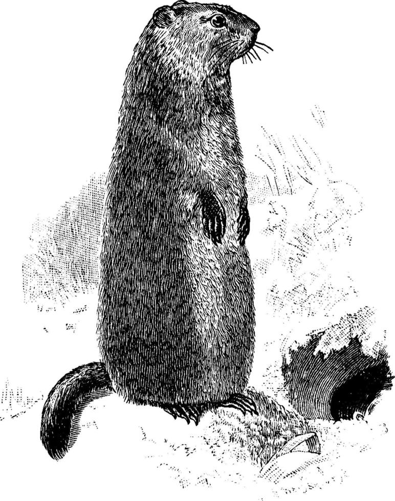 marmota, ilustração vintage. vetor