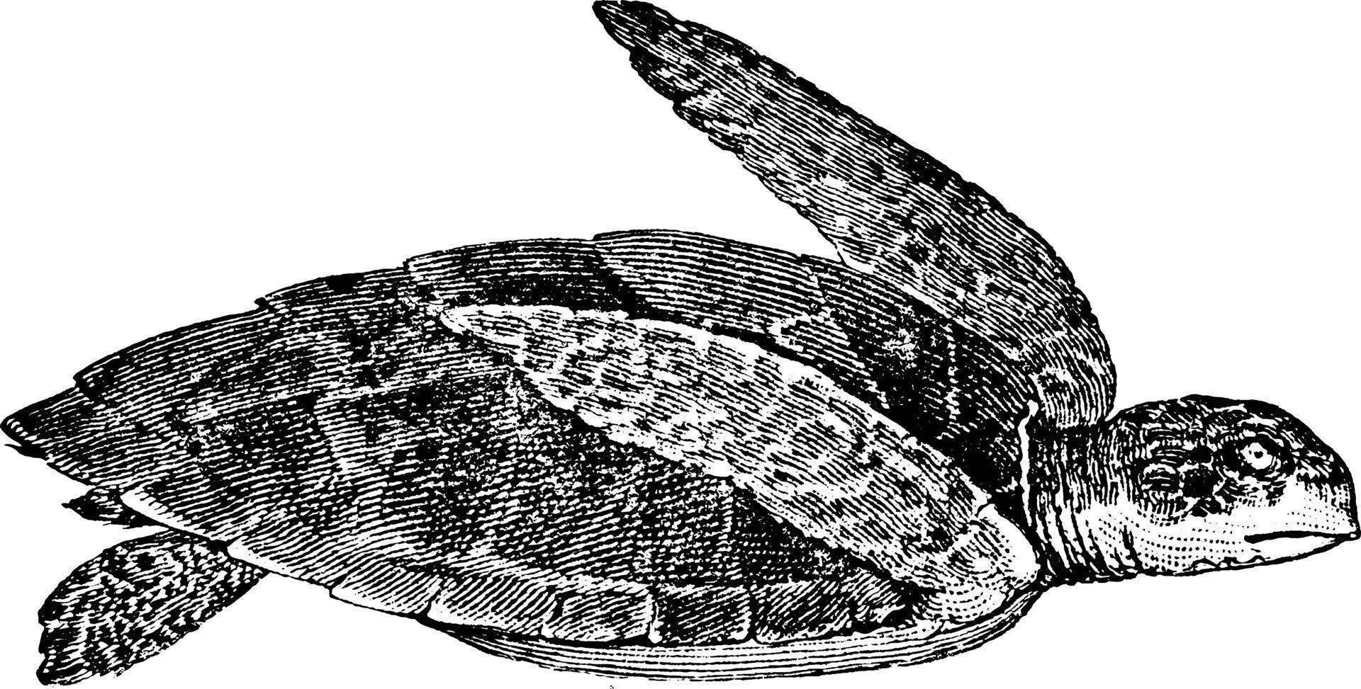 tartaruga-de-pente, ilustração vintage. vetor