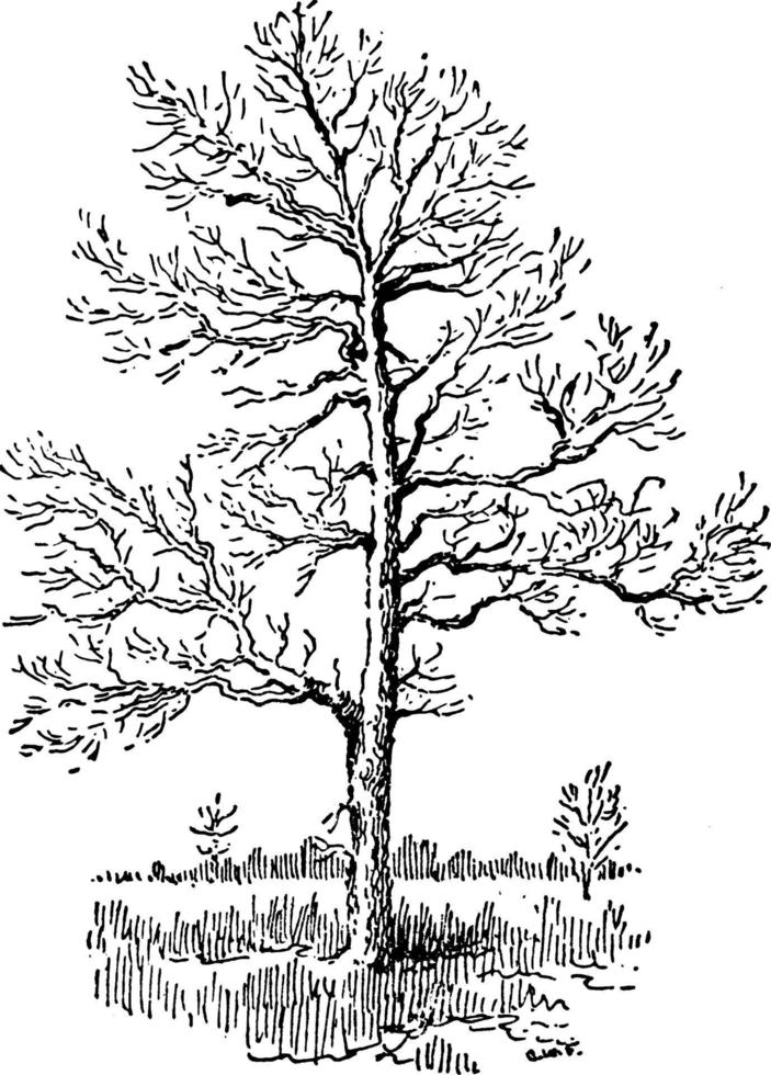 ilustração vintage de árvore de sassafrás. vetor